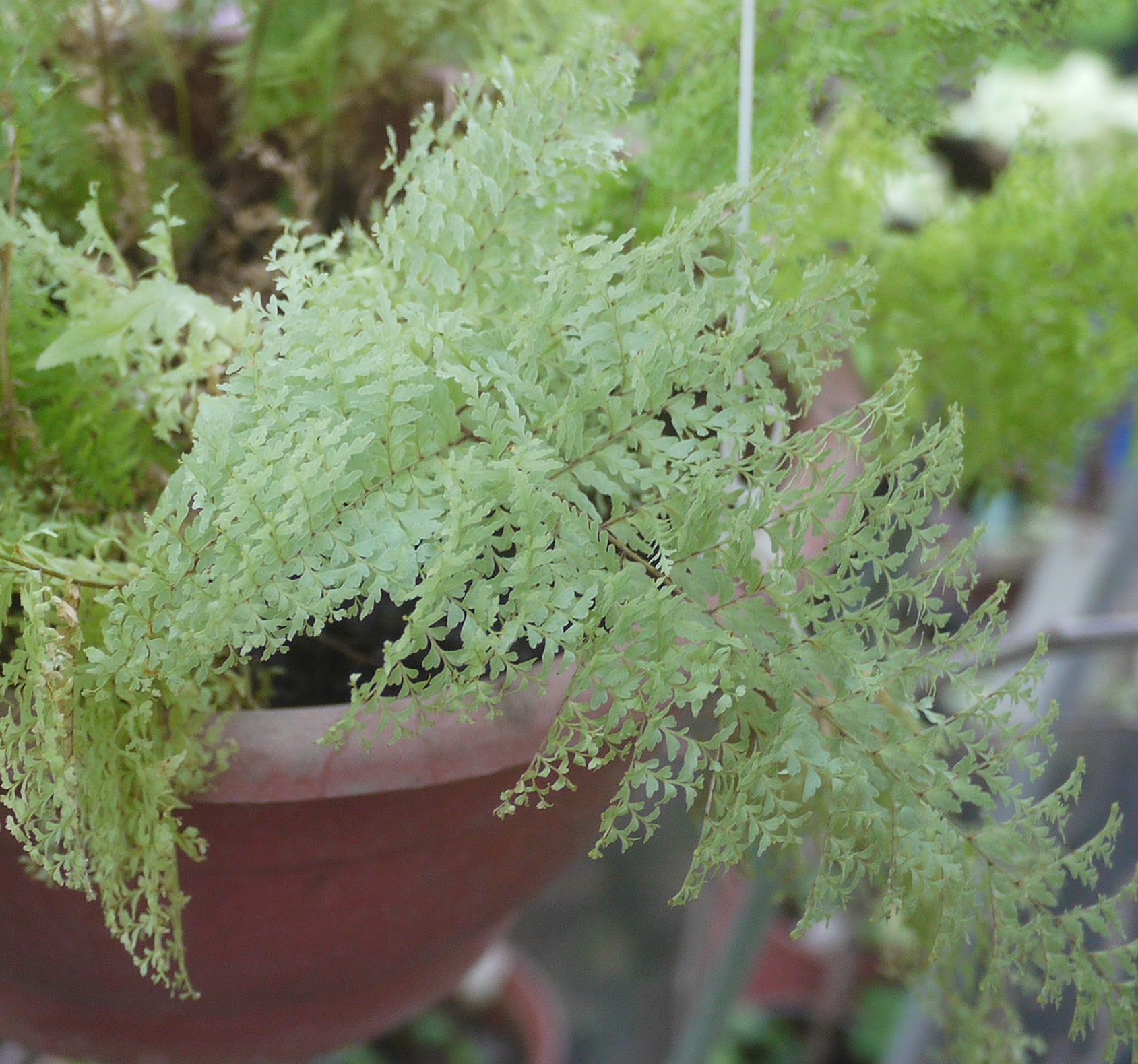 Коллекции растений ЦСБС СО РАН - Nephrolepis exaltata (L.) Schott ...